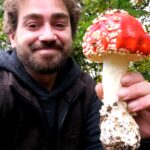 Fliegenpilz Amanita Muscaria