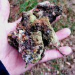 Gereiftes und gealtertes Fichtenharz